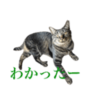 俺たちのミミちゃん（個別スタンプ：15）
