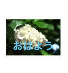 あじさい写真（個別スタンプ：4）