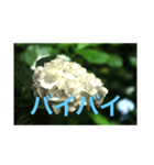 あじさい写真（個別スタンプ：6）