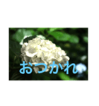 あじさい写真（個別スタンプ：7）