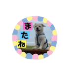 あいづち上手！ペキチワぶんた5（修正版）（個別スタンプ：33）