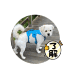 あいづち上手！ペキチワぶんた5（修正版）（個別スタンプ：38）