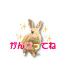 ドンちゃん スタンプ2（個別スタンプ：2）
