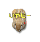 ドンちゃん スタンプ2（個別スタンプ：7）