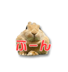ドンちゃん スタンプ2（個別スタンプ：10）