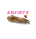 ドンちゃん スタンプ2（個別スタンプ：15）