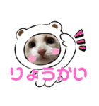 ふだんづかいのラグドールのラムニャン（個別スタンプ：2）