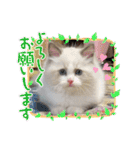 ふだんづかいのラグドールのラムニャン（個別スタンプ：3）