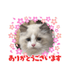 ふだんづかいのラグドールのラムニャン（個別スタンプ：7）