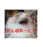 ふだんづかいのラグドールのラムニャン（個別スタンプ：8）