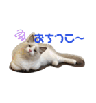 ふだんづかいのラグドールのラムニャン（個別スタンプ：11）