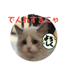 ふだんづかいのラグドールのラムニャン（個別スタンプ：12）