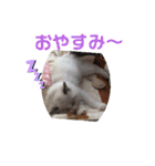 ふだんづかいのラグドールのラムニャン（個別スタンプ：14）