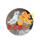 ふだんづかいのラグドールのラムニャン（個別スタンプ：15）