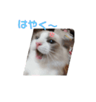 ふだんづかいのラグドールのラムニャン（個別スタンプ：18）