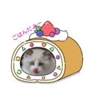 ふだんづかいのラグドールのラムニャン（個別スタンプ：20）