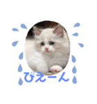 ふだんづかいのラグドールのラムニャン（個別スタンプ：21）