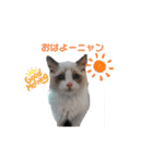 ふだんづかいのラグドールのラムニャン（個別スタンプ：24）