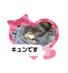momonga鼯鼠（個別スタンプ：4）