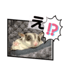 momonga鼯鼠（個別スタンプ：5）