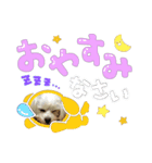 日常で使えるU^ェ^Uのスタンプ  NO.2（個別スタンプ：2）