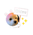 日常で使えるU^ェ^Uのスタンプ  NO.2（個別スタンプ：3）