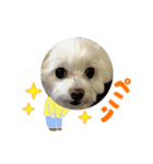 日常で使えるU^ェ^Uのスタンプ  NO.2（個別スタンプ：8）