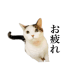 らんらん vol.2（個別スタンプ：33）