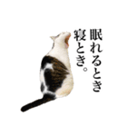 らんらん vol.2（個別スタンプ：36）