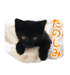 黒猫ラムの表情豊かなスタンプ（個別スタンプ：14）