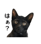 黒猫ラムの表情豊かなスタンプ（個別スタンプ：32）