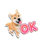 柴犬マメタのスタンプ（個別スタンプ：1）