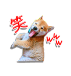 柴犬マメタのスタンプ（個別スタンプ：2）