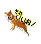 柴犬マメタのスタンプ（個別スタンプ：3）