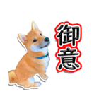 柴犬マメタのスタンプ（個別スタンプ：4）