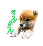 柴犬マメタのスタンプ（個別スタンプ：5）