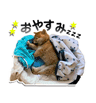 柴犬マメタのスタンプ（個別スタンプ：6）