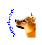 柴犬マメタのスタンプ（個別スタンプ：7）