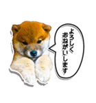 柴犬マメタのスタンプ（個別スタンプ：8）