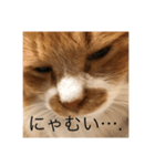 つぶやくドロちゃん（個別スタンプ：3）