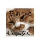 つぶやくドロちゃん（個別スタンプ：5）