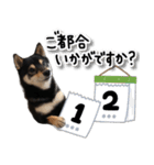 柴犬ぎん♡使えるスタンプ6（個別スタンプ：2）