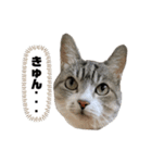プリティーちゃんもも(顔だけ)（個別スタンプ：10）