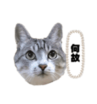 プリティーちゃんもも(顔だけ)（個別スタンプ：12）