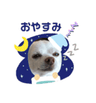 チワワのニコちゃんスタンプ（個別スタンプ：3）