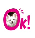 チワワのニコちゃんスタンプ（個別スタンプ：7）