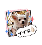 チワワのニコちゃんスタンプ（個別スタンプ：9）