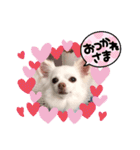チワワのニコちゃんスタンプ（個別スタンプ：10）