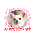 チワワのニコちゃんスタンプ（個別スタンプ：12）