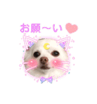 チワワのニコちゃんスタンプ（個別スタンプ：14）